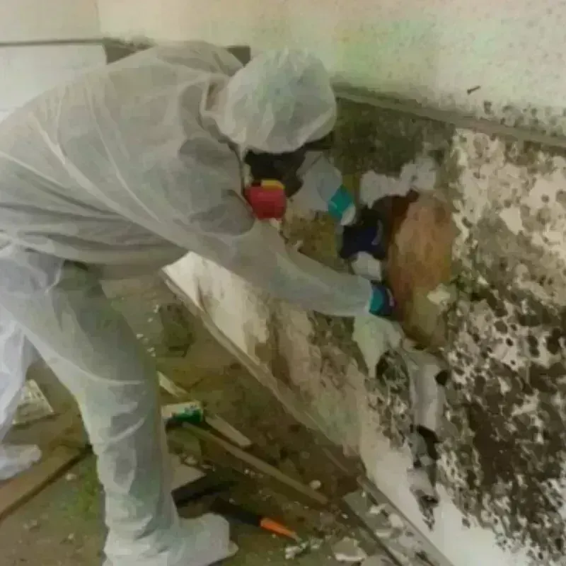 Mold Remediation and Removal in Boiling Spring Lakes, NC